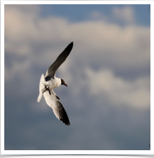 Franklins Gull - Flying